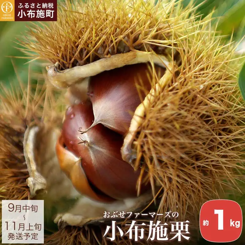 小布施栗 約1kg ［おぶせファーマーズ］ 数量限定 果物類 フルーツ 生栗 くり 長野県産 信州産 クール便 冷蔵便 お取り寄せグルメ 令和8年産 【2026年9月中旬～11月上旬発送】［FH-81］