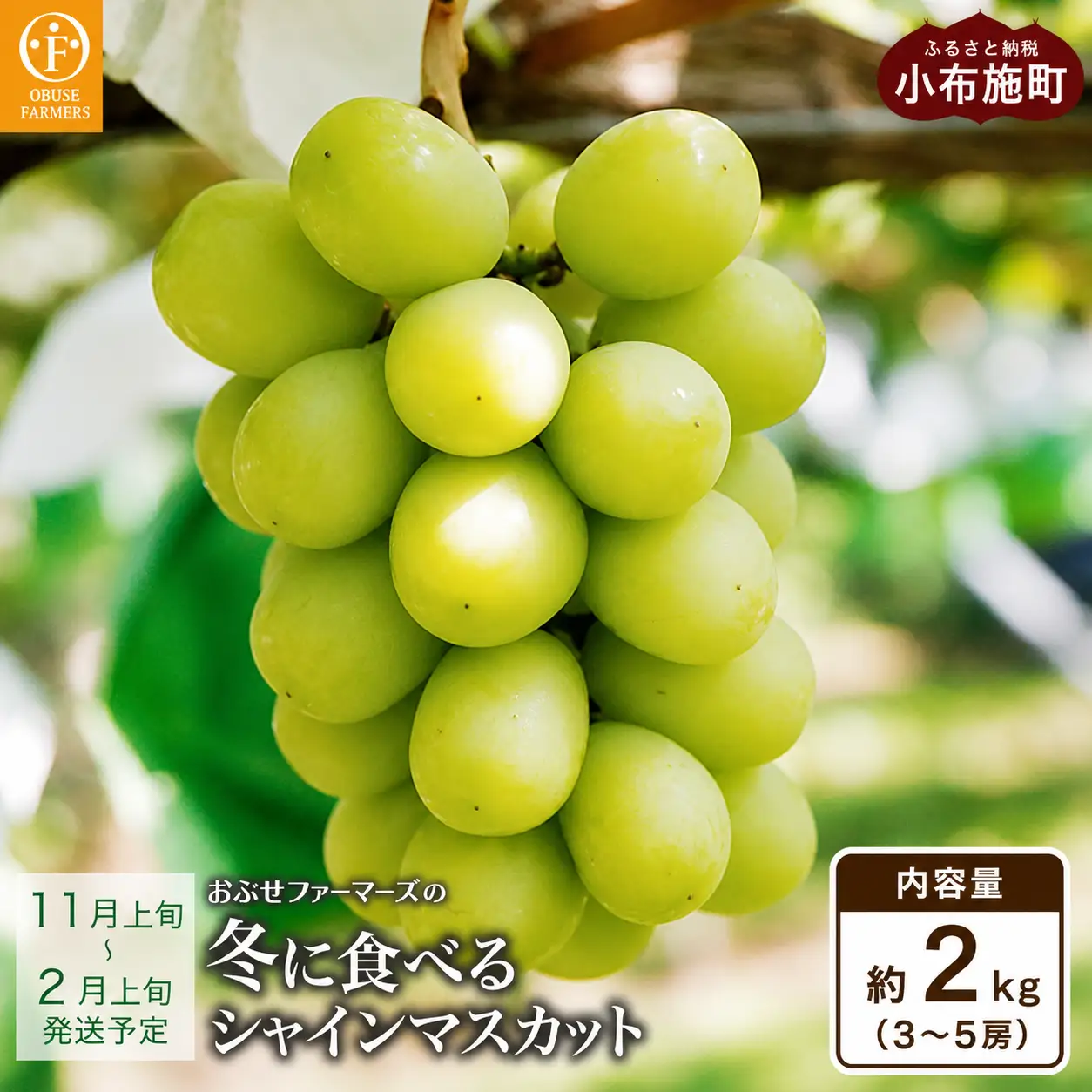 冬に食べるシャインマスカット 約2kg 3～5房［ おぶせファーマーズ ］ぶどう フルーツ 果物 【2026年11月上旬～2027年2月上旬発送】［FC-1］