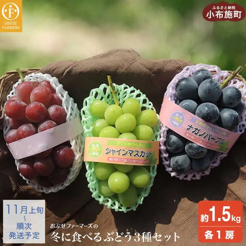 冬に食べるシャインマスカット＆ナガノパープル＆赤系ぶどう1房ずつ 約1.5kg ［ おぶせファーマーズ ］ ぶどう 果物 フルーツ 詰め合わせ 詰合せ 【2026年11月上旬～順次出荷】［FB-24］