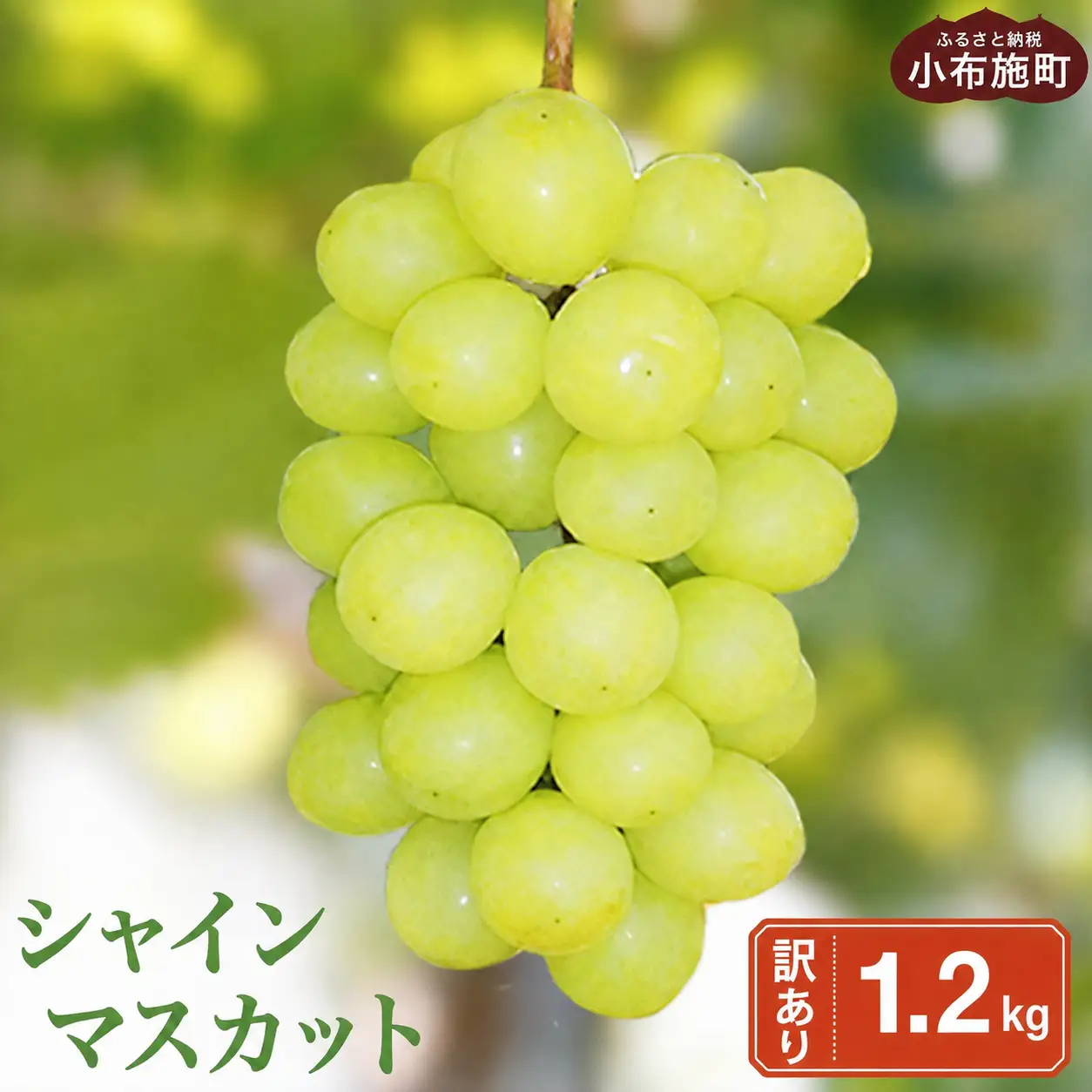 【訳あり】シャインマスカット 約1.2kg［小布施屋 令和8年産 【2026年9月中旬～11月下旬発送】 ［A-228］
