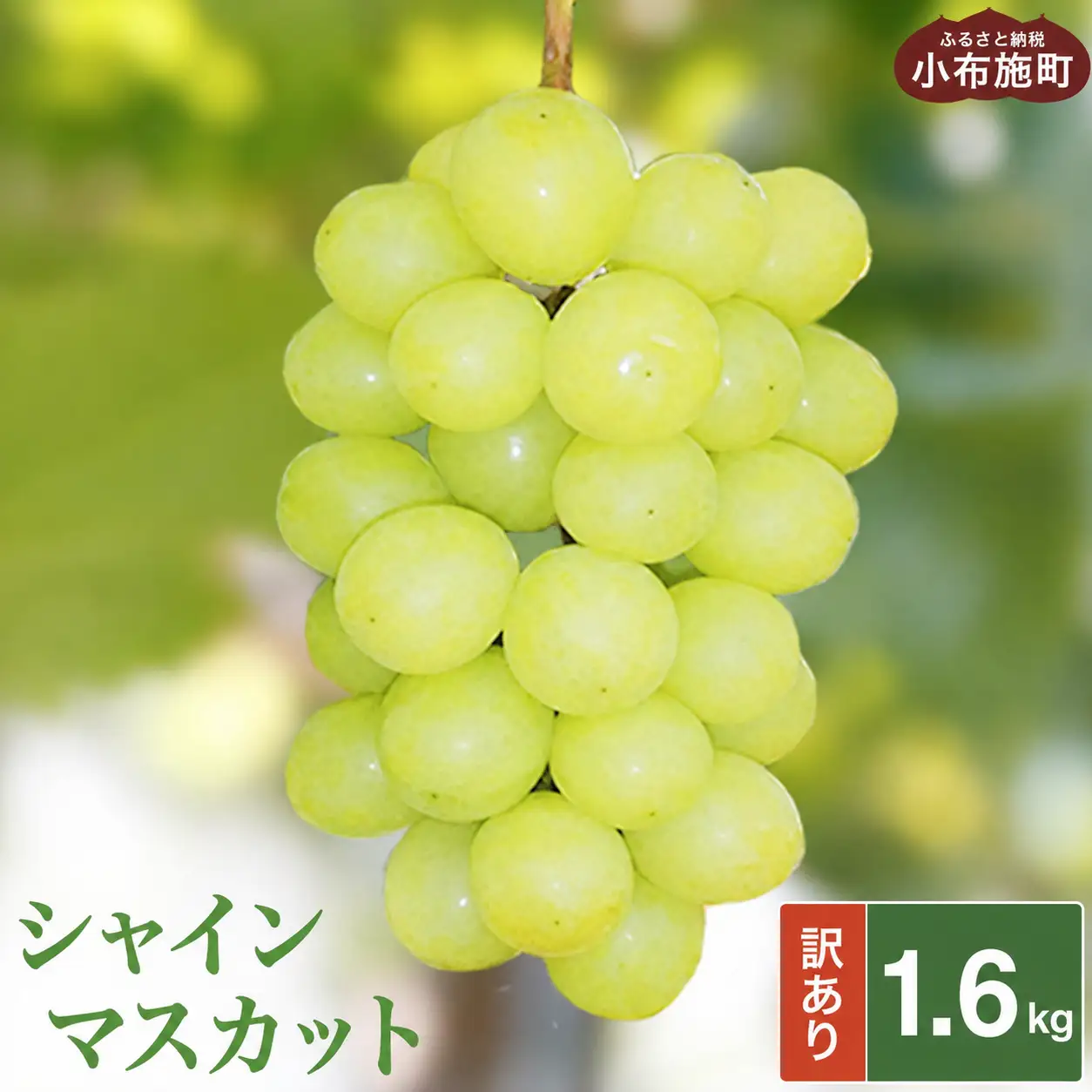 【訳あり】シャインマスカット 約1.6kg ［小布施屋］数量限定 期間限定 家庭用 規格外 不揃い 傷 果物 フルーツ ぶどう 葡萄 ブドウ クール便 冷蔵便 生産者応援・支援品 長野県産 信州産 令和8年産 【2026年9月中旬～11月下旬発送】 ［A-217］