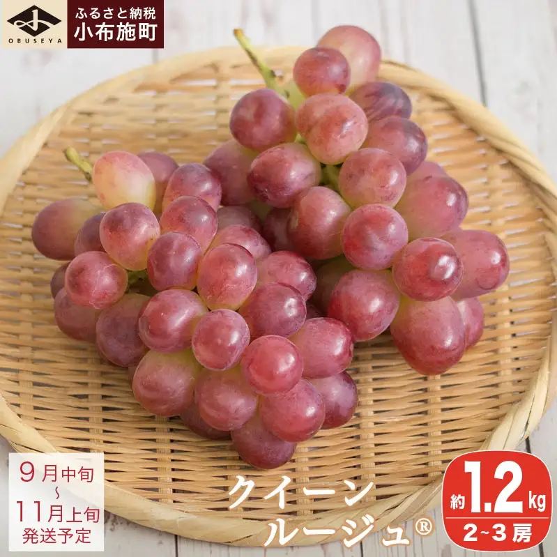 クイーンルージュ_ 約1.2kg 2～3房 ［小布施屋］ 果物 フルーツ ぶどう 葡萄 令和8年産【2026年9月中旬～11月上旬発送】 ［A-705］