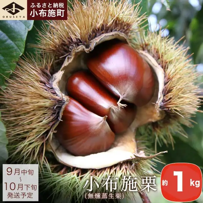 小布施栗（無燻蒸生栗） 約1kg ［小布施屋］ 果物 フルーツ 生栗 くり 日本三大栗 令和8年産【2026年9月中旬～10月下旬発送】 ［H-73］