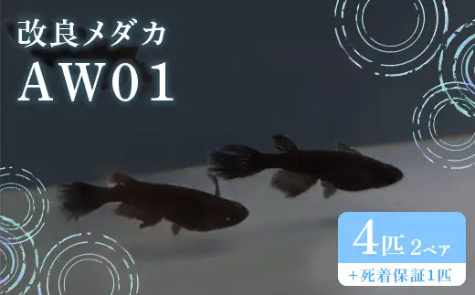 679 メダカ AW01 2ペア(4匹) 改良メダカ【トリハタめだか】