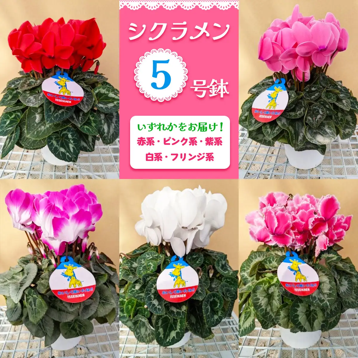 【先行予約】シクラメン 5号鉢 (赤系・ピンク系・紫系・白系・フリンジ系のいずれか) [0746]