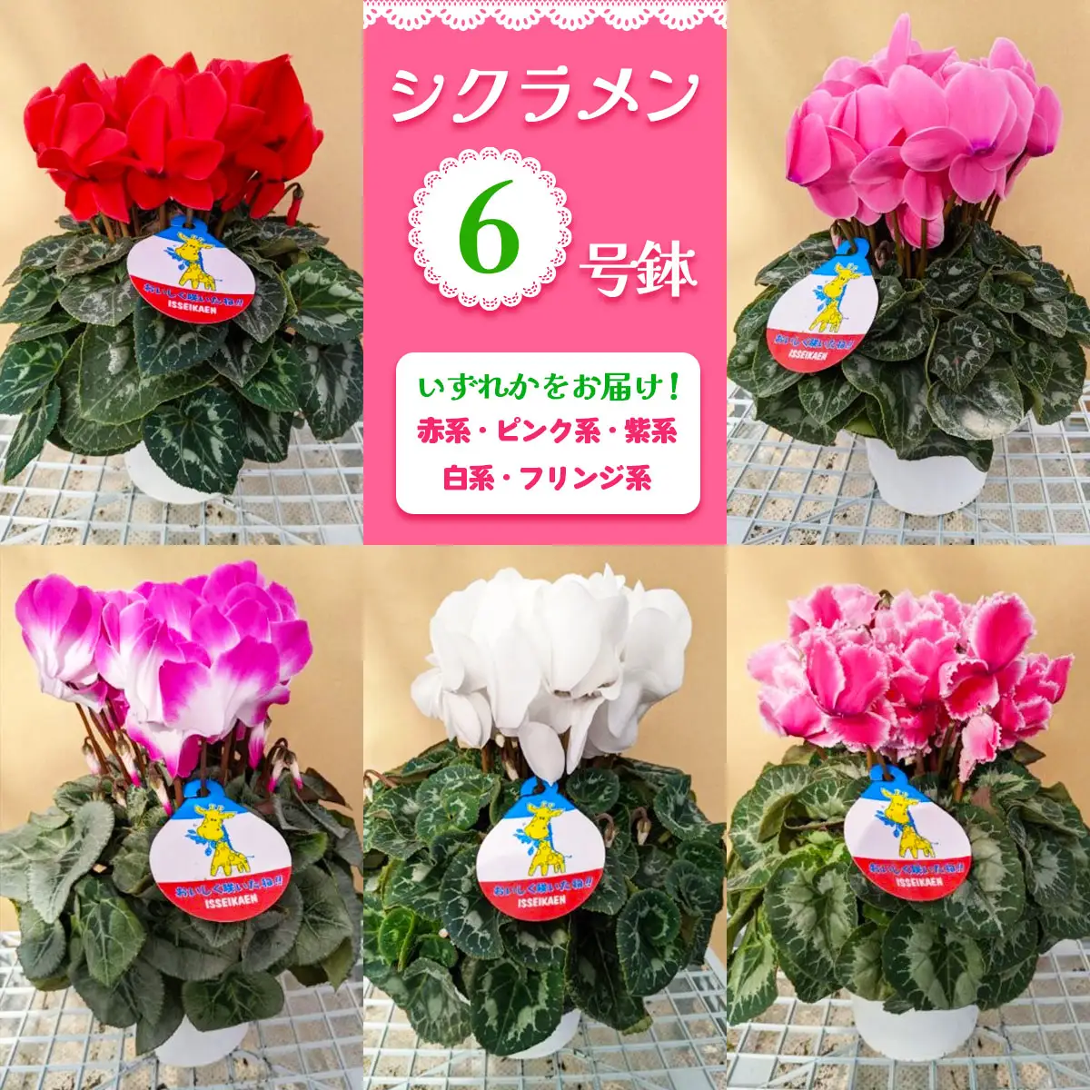 【先行予約】シクラメン 6号鉢 (赤系・ピンク系・紫系・白系・フリンジ系のいずれか) [0747]