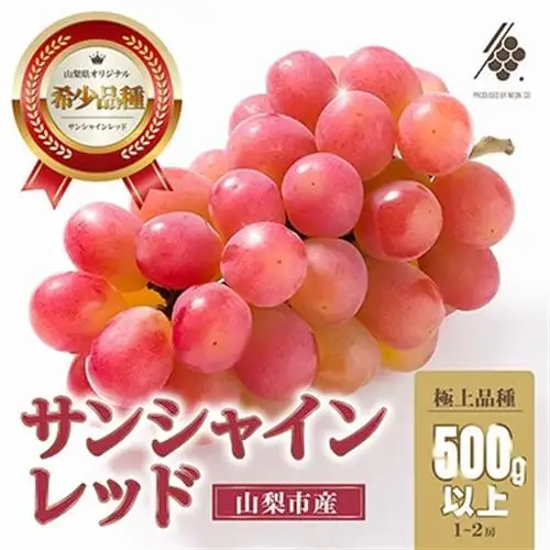 【2027年発送 先行予約】 サンシャインレッド 1房～2房 (500g以上) 山梨県オリジナル品種【配送不可地域：離島・沖縄県】【1670107】