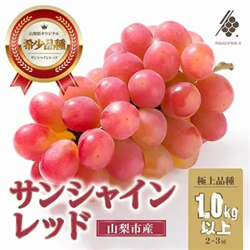 【2027年発送 先行予約】 サンシャインレッド 2房～3房 (約1kg) 山梨県オリジナル品種【配送不可地域：離島・沖縄県】【1670108】