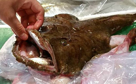 鮮度抜群！魚屋のアンコウ 魚介類 鍋セット 海鮮鍋 切り身 1kg 新鮮 海鮮 アンコウ ギフト 冬 鍋 鍋セット海鮮鍋  myz02 myz11 myz17