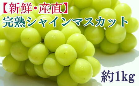 和歌山県産完熟シャインマスカット約1kg【2026年度発送分】