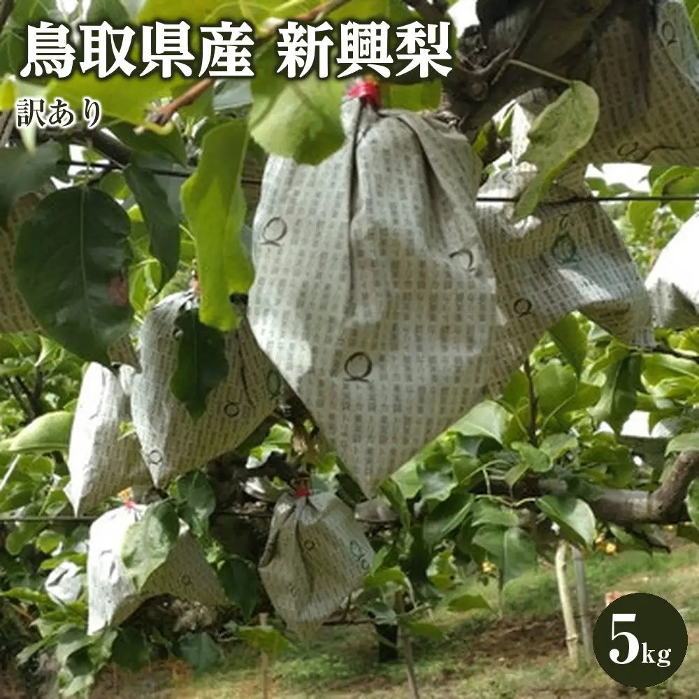 訳あり 鳥取県産 新興 梨 5kg