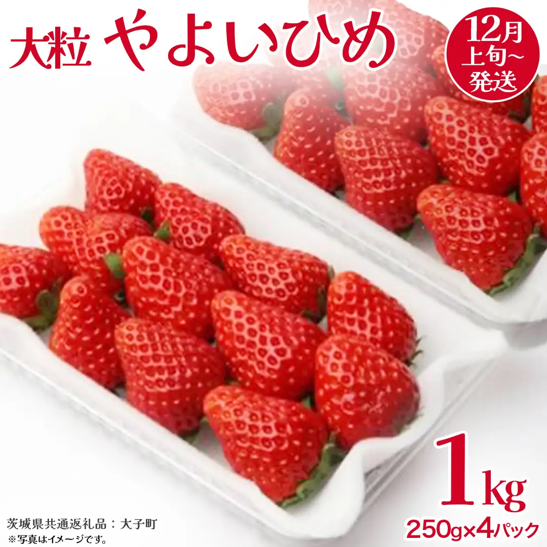 やよいひめ 大粒 250g（8～12粒）×4パック【2026年12月上旬発送開始】(茨城県共通返礼品：大子町) いちご 苺 果物 フルーツ 果実