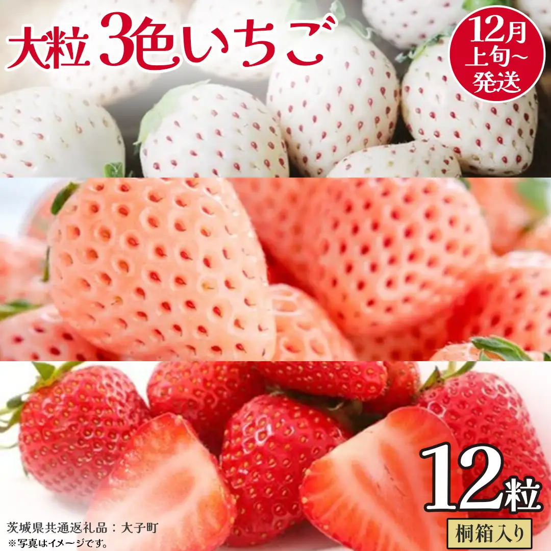 桐箱入り 大粒 3色いちご 12粒【2026年12月上旬発送開始】(茨城県共通返礼品：大子町) いちご 苺 果物 フルーツ 果実