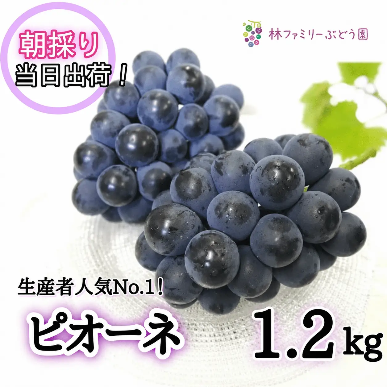 ピオーネ 岡山県産ぶどう 1.2kg(2～3房)セット 【hfbd004-03】