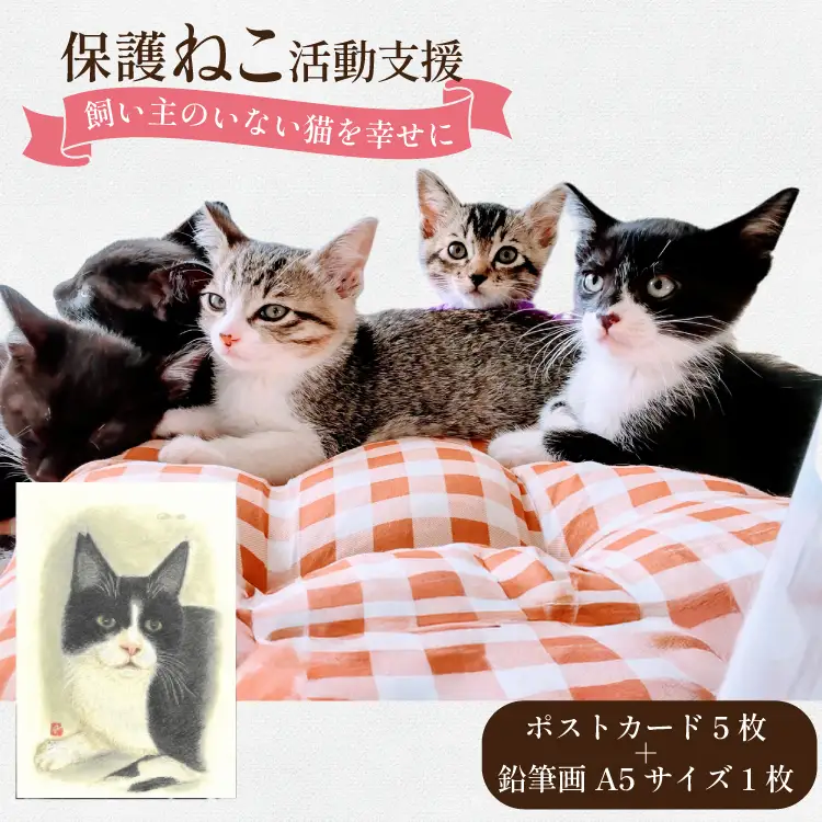 保護猫 支援 猫保護活動への支援 ポストカード 5枚 鉛筆画 1枚