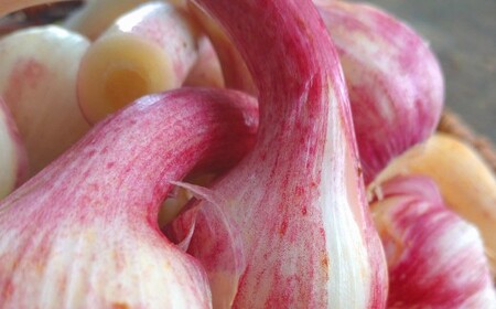  北海道産 在来種 ピンクにんにく 約1kg ニンニク ガーリック にんにく 大蒜 薬味 浦臼町 北海道【2026年9月上旬~12月上旬頃発送予定】