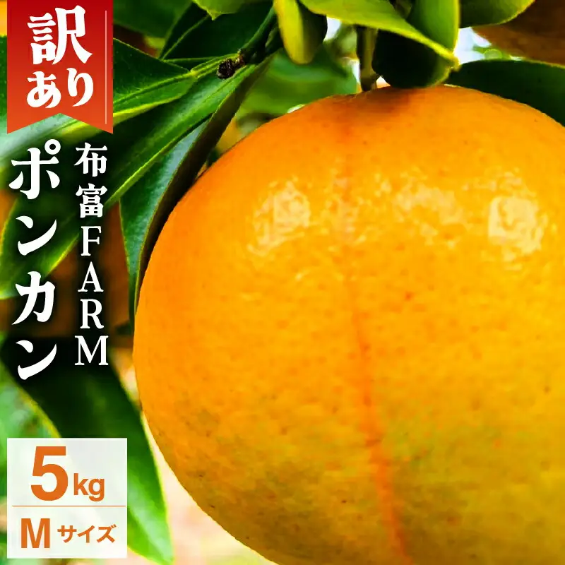 【先行予約】訳ありポンカン Mサイズ 5kg N-08【布富FARM】