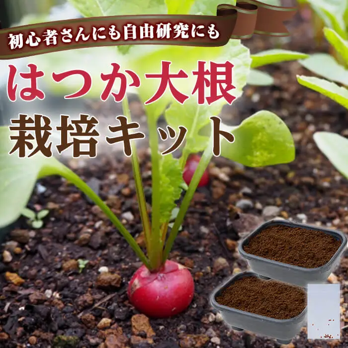 初心者さんにも！ はつか大根 栽培キット 甘日大根 二十日大根 野菜 家庭菜園 ベランダ 手軽 栽培 園芸 菜園 野菜 農業 常温 【opbz012】【さいき本舗 城下堂】
