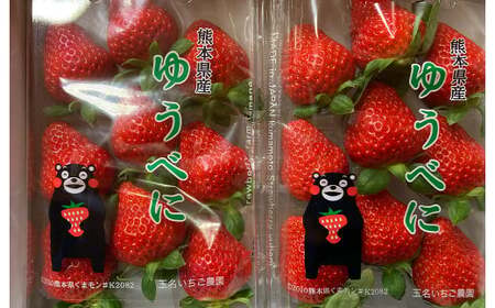熊本県産 いちご （ゆうべに）4パック 約1000g 苺 ゆうべに【2027年1月上旬発送開始】