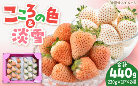 先行予約 2027年2月～発送 淡雪・こころの色 白いちごプレミアム 計440g（220g×2パック） 【岸川農園】[IAP045]