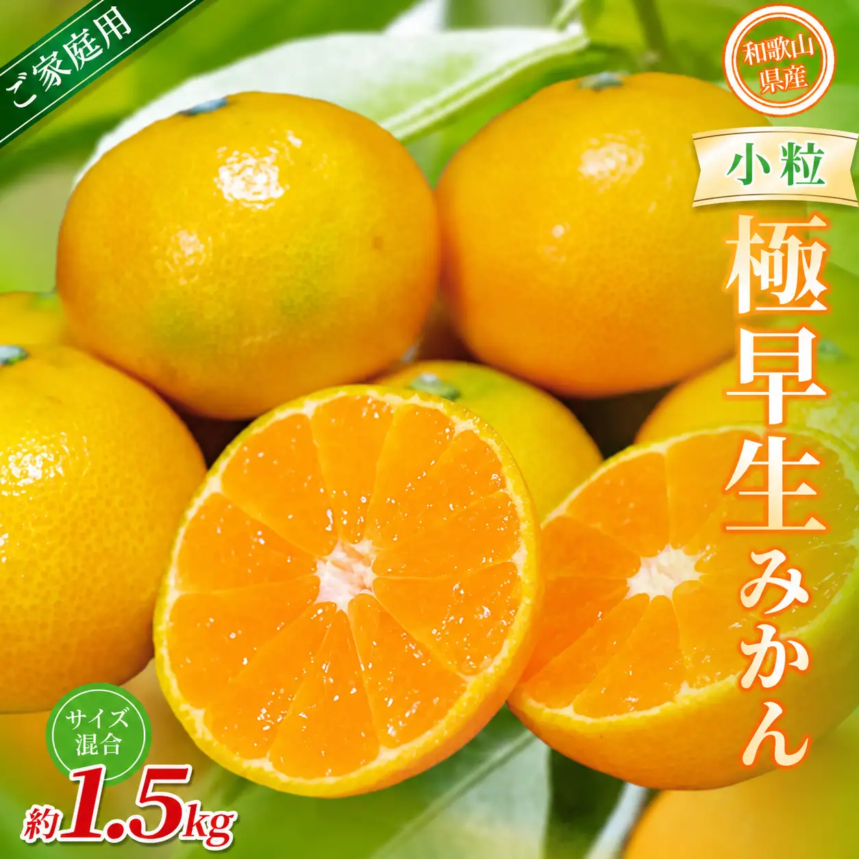 みかん 極早生小粒みかん 約1.5kg 【家庭用】【BV-mrmt051】
