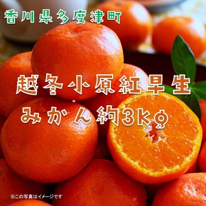 『越冬小原紅早生みかん』約3kg【予約受付中！令和9年1月中旬より発送！】【B-33】 