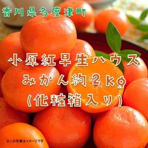 『小原紅早生ハウスみかん』約2kg【予約受付中！令和9年6月下旬より発送！】【B-26】