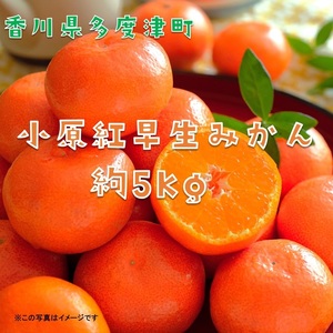 『小原紅早生みかん』約５kg【予約受付中！令和8年11月下旬より発送！】【A-32】
