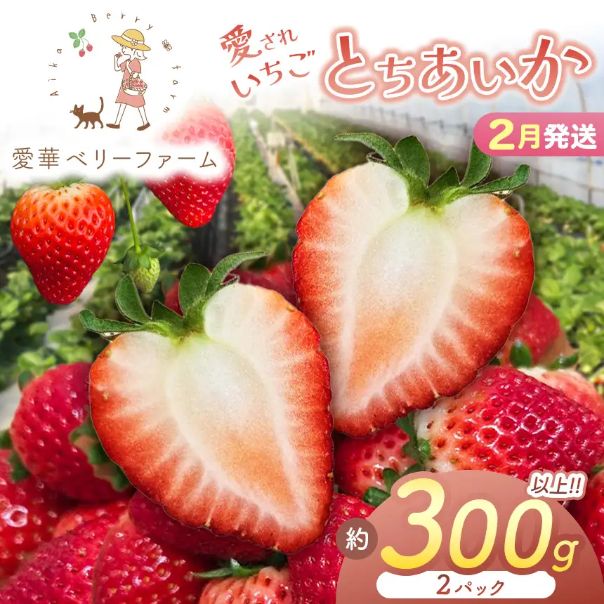 2027年先行予約【2月発送】いちご王国の愛され苺 とちあいか 300ｇ以上2パック（平パック）