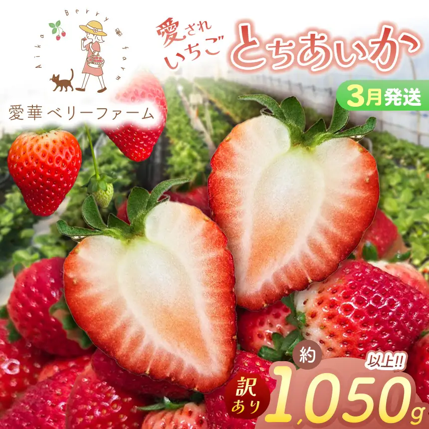 2027年先行予約【3月発送】いちご王国の愛され苺 とちあいか 訳あり 1050g