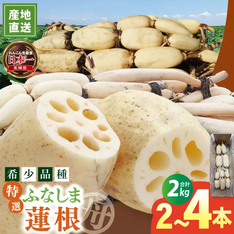 【特選】ふなしま蓮根（2kg箱）2～4本｜老舗産地 レンコン 希少品種 れんこん 柔らかい 産地直送（82-02）