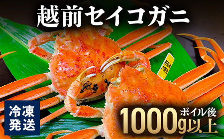 越前セイコガニ 　ボイル後1,000g以上 (ボイル前1,150g前後) [090-a018]