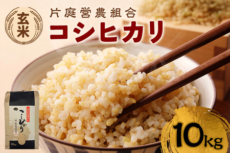 コシヒカリ 玄米 10kg 令和7年産 こしひかり お米 こめ 国産 ごはん ご飯 げんまい コメ 取り寄せ お弁当 弁当 おにぎり 茨城県 笠間市 いばらき KH-001
