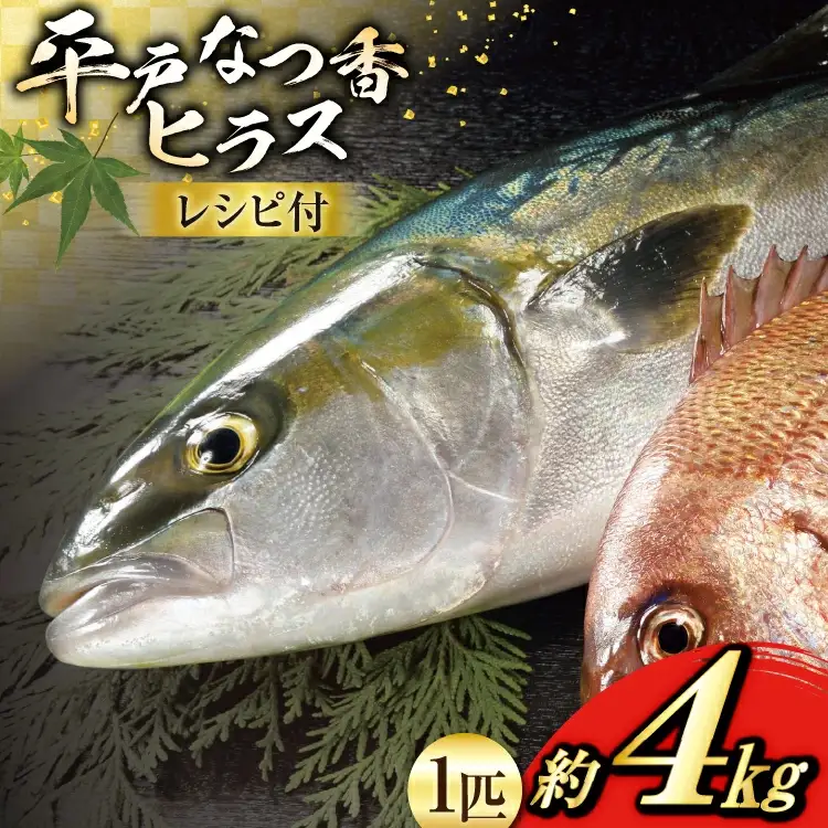 刺身 ヒラマサ 平戸なつ香 ヒラス 丸々 1匹 約4kg
