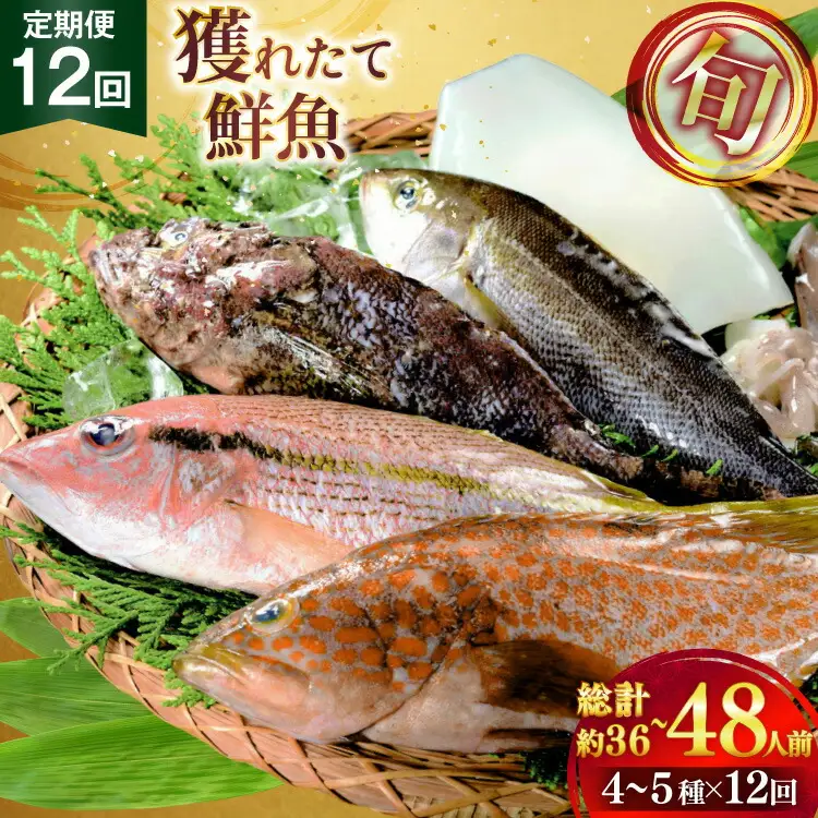 魚 海鮮 地魚 詰合せ4～5種類 12回 定期便
