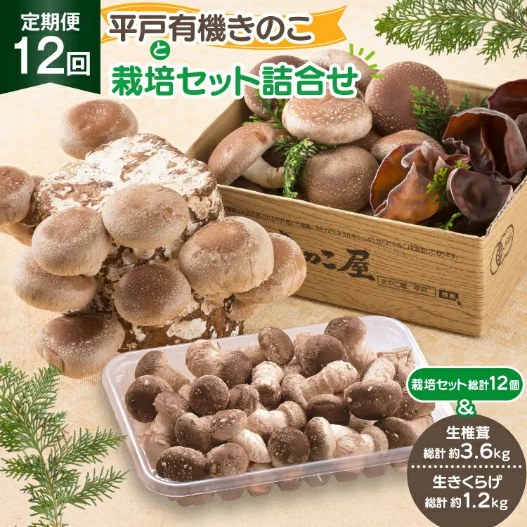 きのこ しいたけ きくらげ 椎茸菌床 生椎茸 生きくらげ セット 12回 定期便