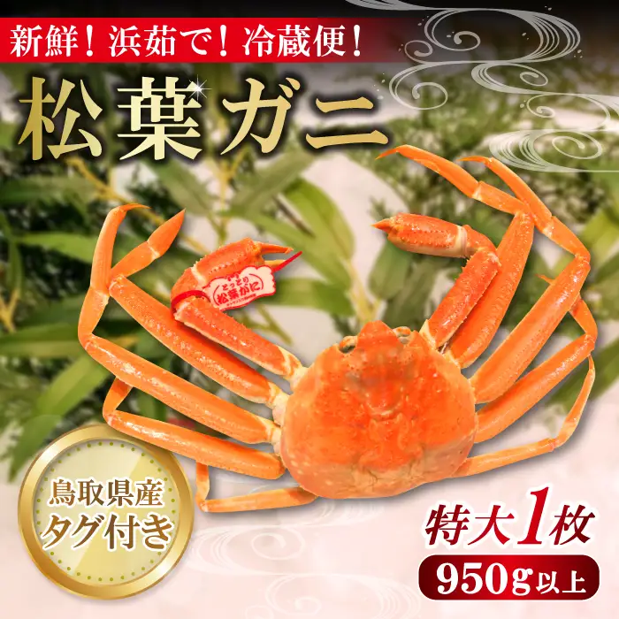 鳥取県産 タグ付き松葉ガニ 特大【松葉ガニ 松葉がに 松葉蟹 まつばがに かに カニ 特大 冷蔵 チルド ブランド ズワイガニ 蒸し ボイル タグ付き 国産 季節限定 お取り寄せ お祝い お歳暮 贈り物 贈答 鳥取県 日吉津村 日本海】