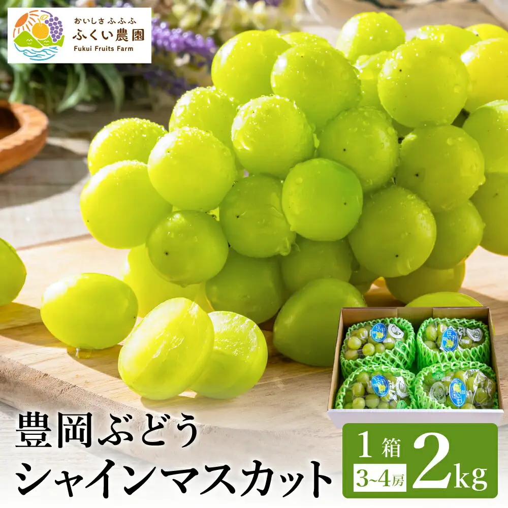 【2026年先行予約】豊岡ぶどう シャインマスカット 約2kg / 豊岡ブドウ 産地直送 糖度が高い 濃厚 甘味 上品な香り 歯切れの良い 皮ごと 食べられる 減農薬 シャイン マスカット ぶどう ブドウ 葡萄 果物 くだもの フルーツ ふくい農園