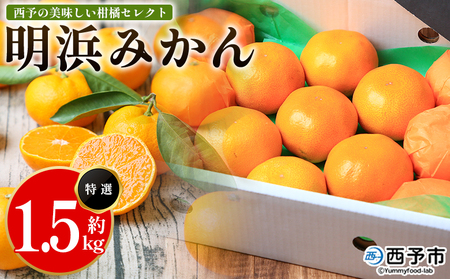 【先行予約】＜西予の美味しい柑橘セレクト（特選）／明浜みかん（約1.5kg）＞ 果物 くだもの フルーツ 蜜柑 みかん ミカン 柑橘 贈答 贈答用 ギフト プレゼント 特選 温州みかん 食べて応援 国産 愛媛県産 特産品 西予みかん倶楽部 愛媛県 西予市『2026年11月中旬から2027年1月中旬迄に順次出荷予定』【常温】OMC0013