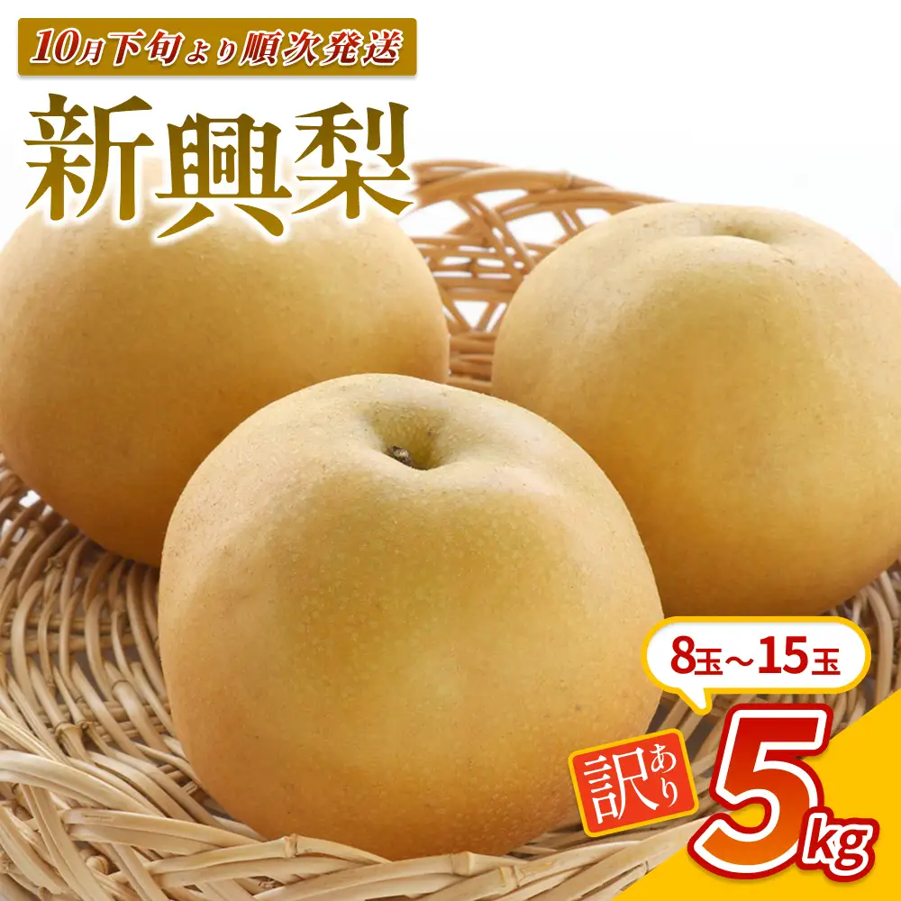 （訳あり）中野農園 梨 ”新興梨” 5kg箱｜鳥取 岩美 梨 なし ナシ 赤梨 果物 フルーツ※お届けは2026年11月以降【41048】