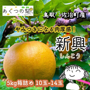 新興梨 5kg箱詰め(鳥取県佐治町産) [あくつの梨]