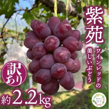 訳ありご家庭用 懐かしい味わいの葡萄「紫苑(しえん)」/約2.2kg(岡山県産)【配送不可地域：離島】【1602179】