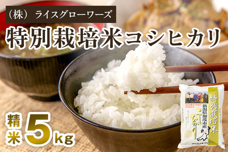 【令和8年産新米先行予約】新潟県加茂市産 特別栽培米コシヒカリ 精米5kg《10月上旬～順次出荷》 （株）ライスグローワーズ