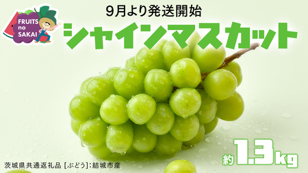 シャインマスカット 1.3キロ（約2房） 【2026年9月より発送開始】（茨城県共通返礼品 [ぶどう]：結城市産） 