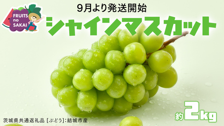シャインマスカット 2kg （4房）【2026年9月より発送開始】（茨城県共通返礼品 [ぶどう]：結城市産）