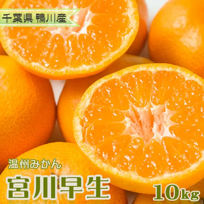 【鴨川の柑橘】甘みと酸味の絶妙なバランス 温州みかん『宮川早生』10kg 《数量限定》《先行予約》《12月上旬発送》 早生みかん 柑橘 サイズ不揃い 産地直送 冬みかん [古泉農園][0019-0011]