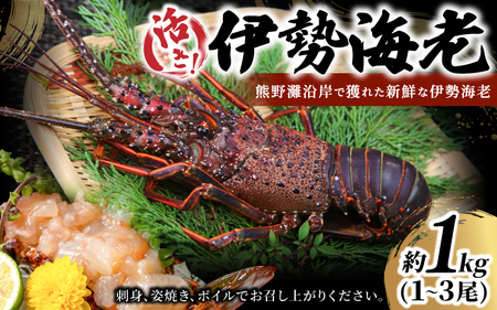 伊勢海老 活き 約1kg（1～3尾）伊勢海老【kmgk0001】