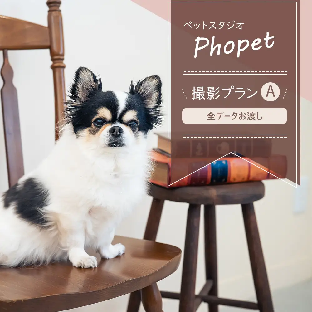 ペットスタジオPhopet 撮影プランA・全データお渡し