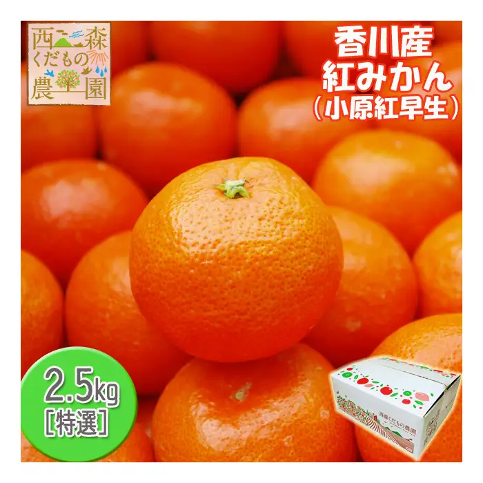 『2025年12月より順次発送』香川オリジナル品種「紅みかん(小原紅早生)」2.5kg[のしシール付き]