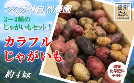 長野県佐久市産 【カラフル】じゃがいも 詰め合わせ  約4kg （北海道・沖縄・離島は配送不可） 農薬・化学肥料　不使用　高原野菜　無農薬　産地直送　新鮮　旬彩　期間限定